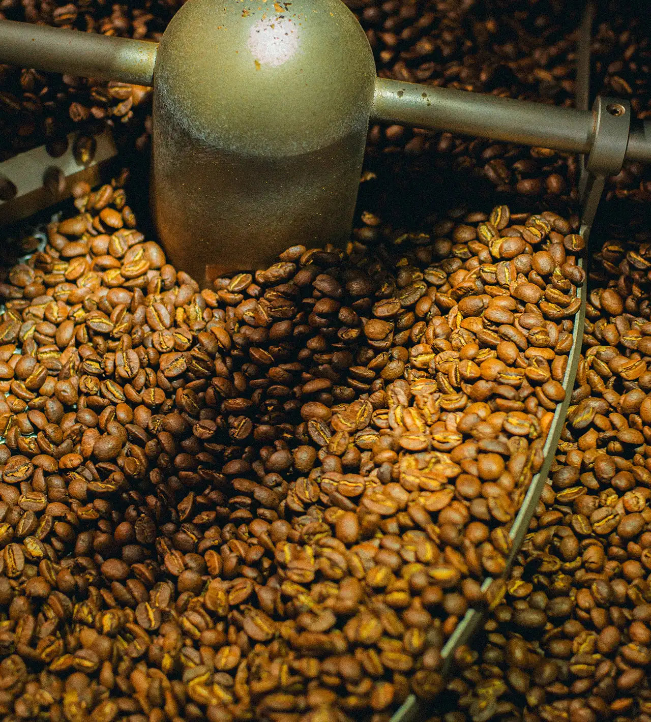 Coffee Beans in Roasting Machine